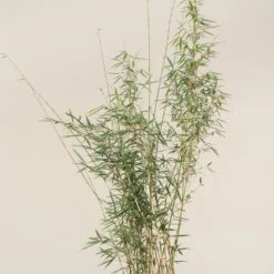 Fargesia Robusta ‘Campbell’ 31 Fargesia Robusta ‘Campbell’ -Plant Discount Store FRC 3 scaled 1