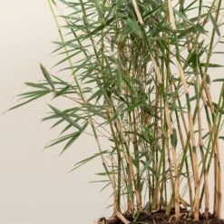 Fargesia Robusta ‘Campbell’ 25 Fargesia Robusta ‘Campbell’ -Plant Discount Store FRC 4 scaled 1