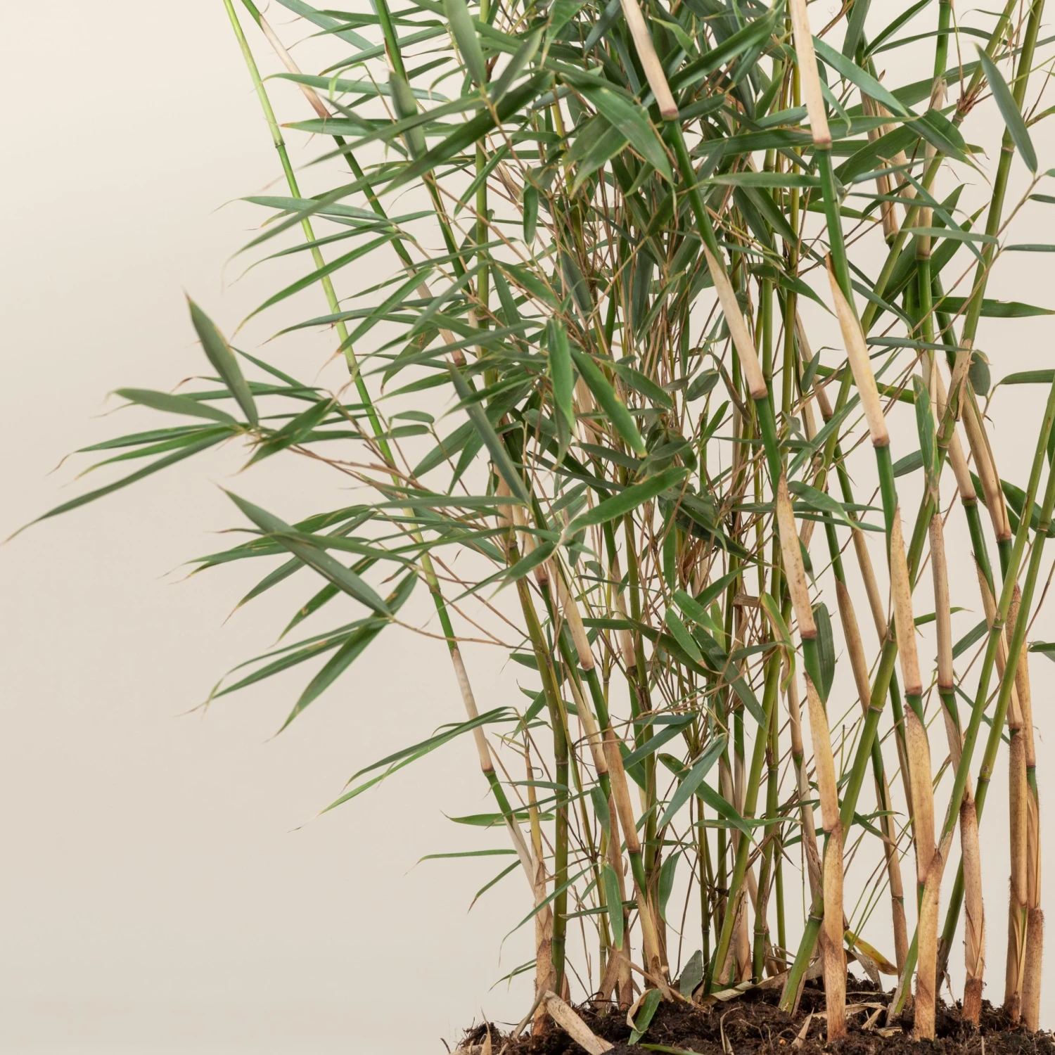 Fargesia Robusta ‘Campbell’ 10 Fargesia Robusta ‘Campbell’ - Image 10