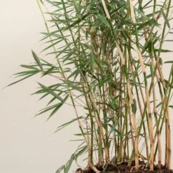 Fargesia Robusta ‘Campbell’ 30 Fargesia Robusta ‘Campbell’ -Plant Discount Store FRC 5 scaled 1