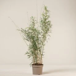 Fargesia Robusta ‘Campbell’ 29 Fargesia Robusta ‘Campbell’ -Plant Discount Store FRC 6 scaled 1