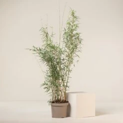 Fargesia Robusta ‘Campbell’ 27 Fargesia Robusta ‘Campbell’ -Plant Discount Store FRC 7 scaled 1