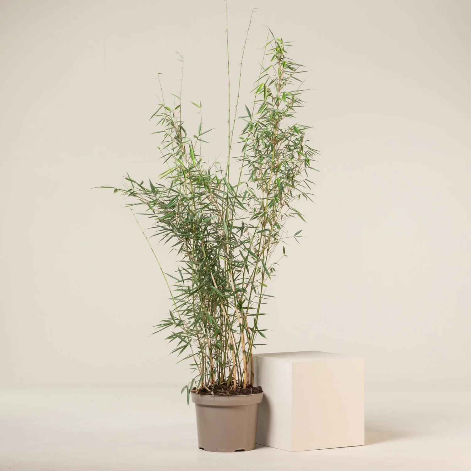 Fargesia Robusta ‘Campbell’ 12 Fargesia Robusta ‘Campbell’ - Image 12