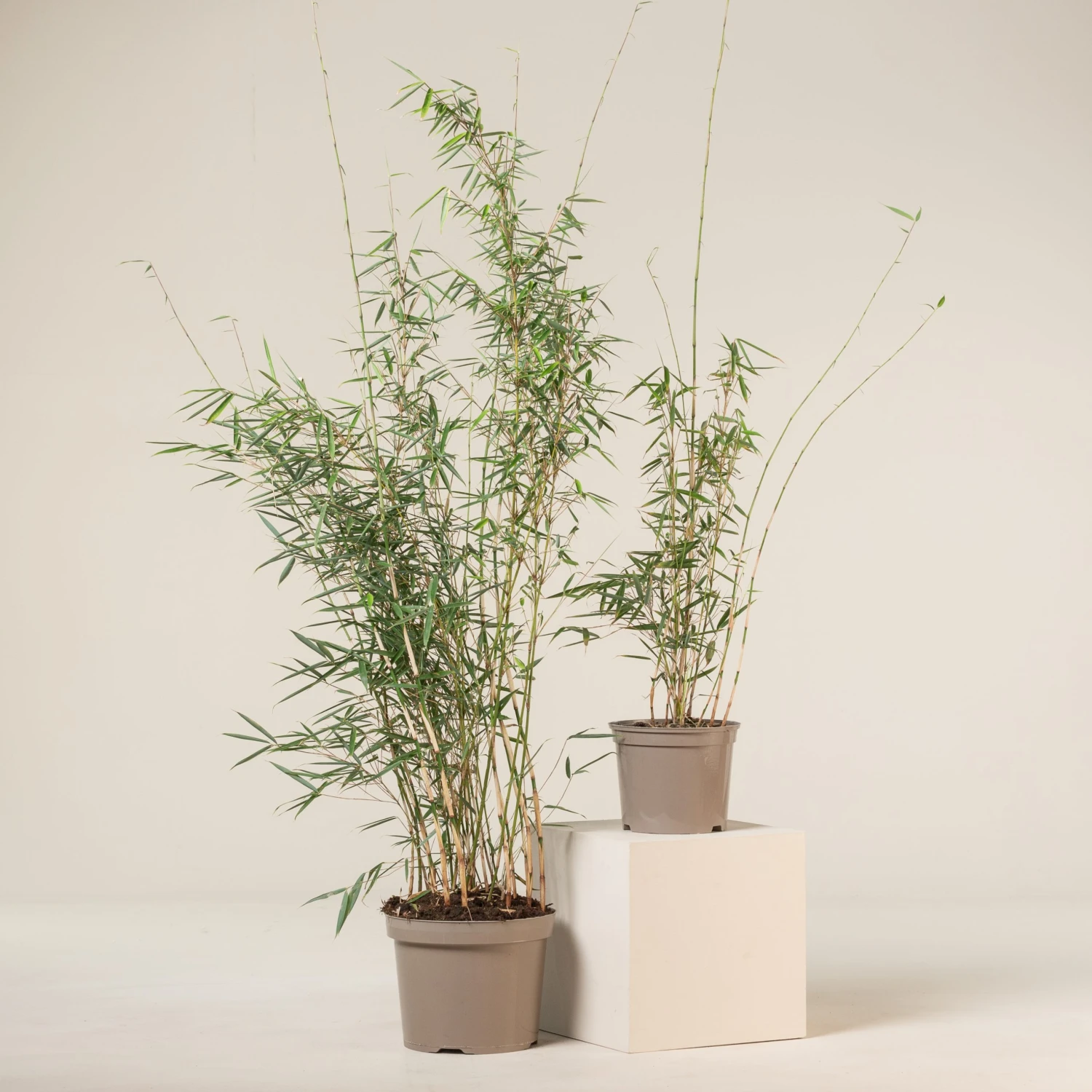 Fargesia Robusta ‘Campbell’ 13 Fargesia Robusta ‘Campbell’ - Image 13