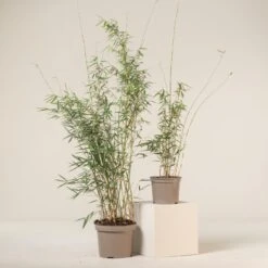 Fargesia Robusta ‘Campbell’ 26 Fargesia Robusta ‘Campbell’ -Plant Discount Store FRC 9 scaled 1