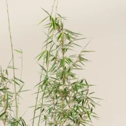 Fargesia Robusta ‘Campbell’ 23 Fargesia Robusta ‘Campbell’ -Plant Discount Store FRC scaled 1