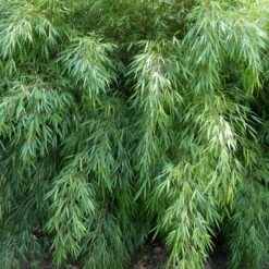 Fargesia Rufa 12 Fargesia Rufa -Plant Discount Store FRU 1 scaled 1