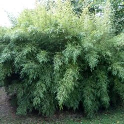 Fargesia Rufa 13 Fargesia Rufa -Plant Discount Store FRU 2 2 scaled 1