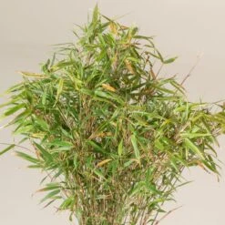 Fargesia Rufa 11 Fargesia Rufa -Plant Discount Store FRU 2 scaled 1