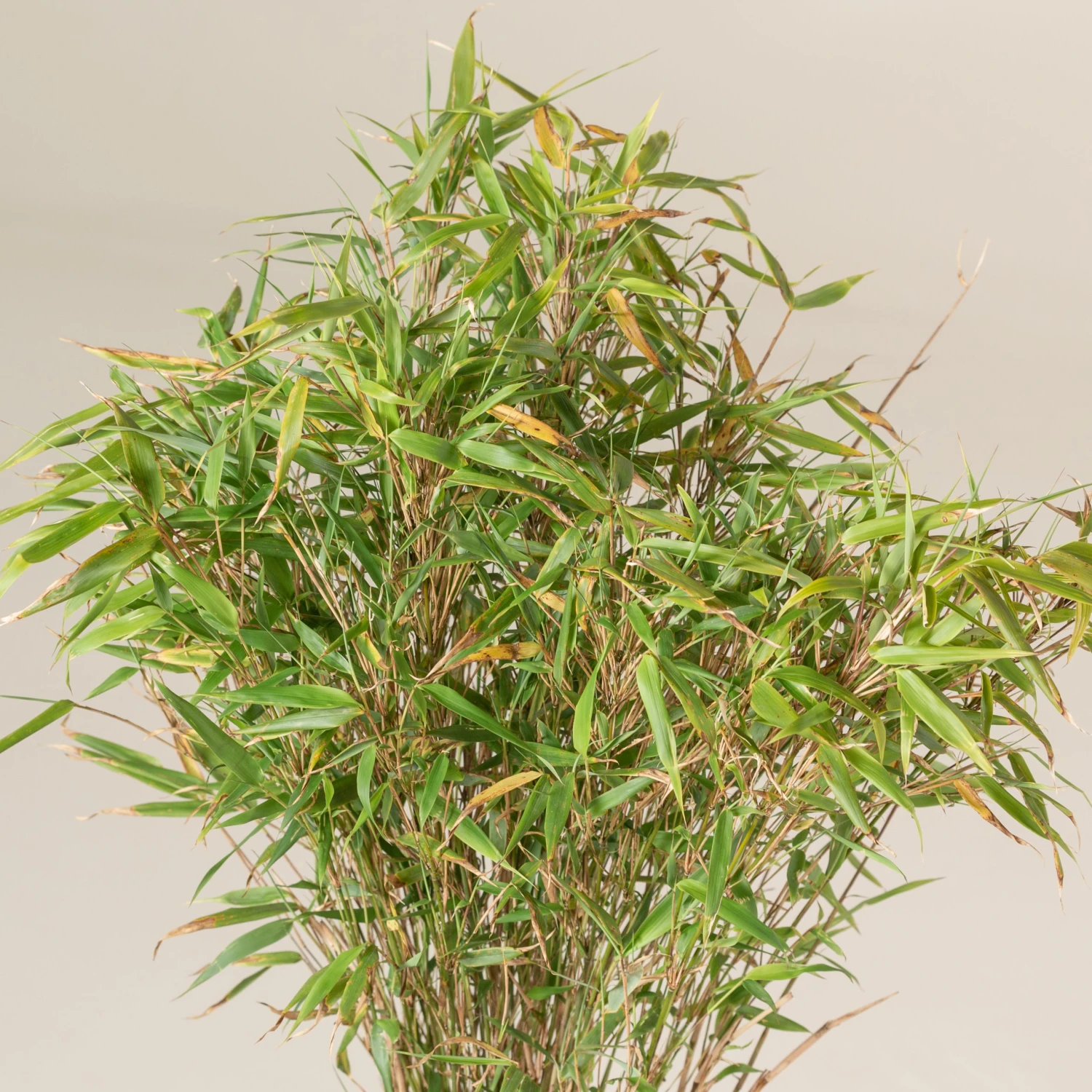 Fargesia Rufa 5 Fargesia Rufa - Image 5