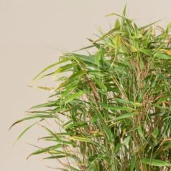 Fargesia Rufa 9 Fargesia Rufa -Plant Discount Store FRU 3 scaled 1