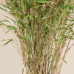 Plant Discount Store -Plant Discount Store FRU 4 scaled 1