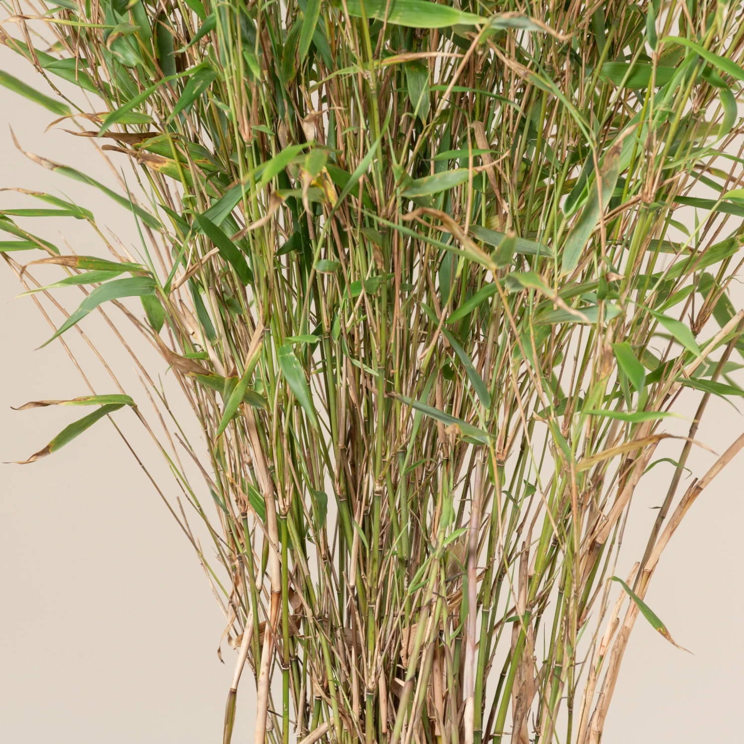 Fargesia Rufa 2 Fargesia Rufa - Image 2