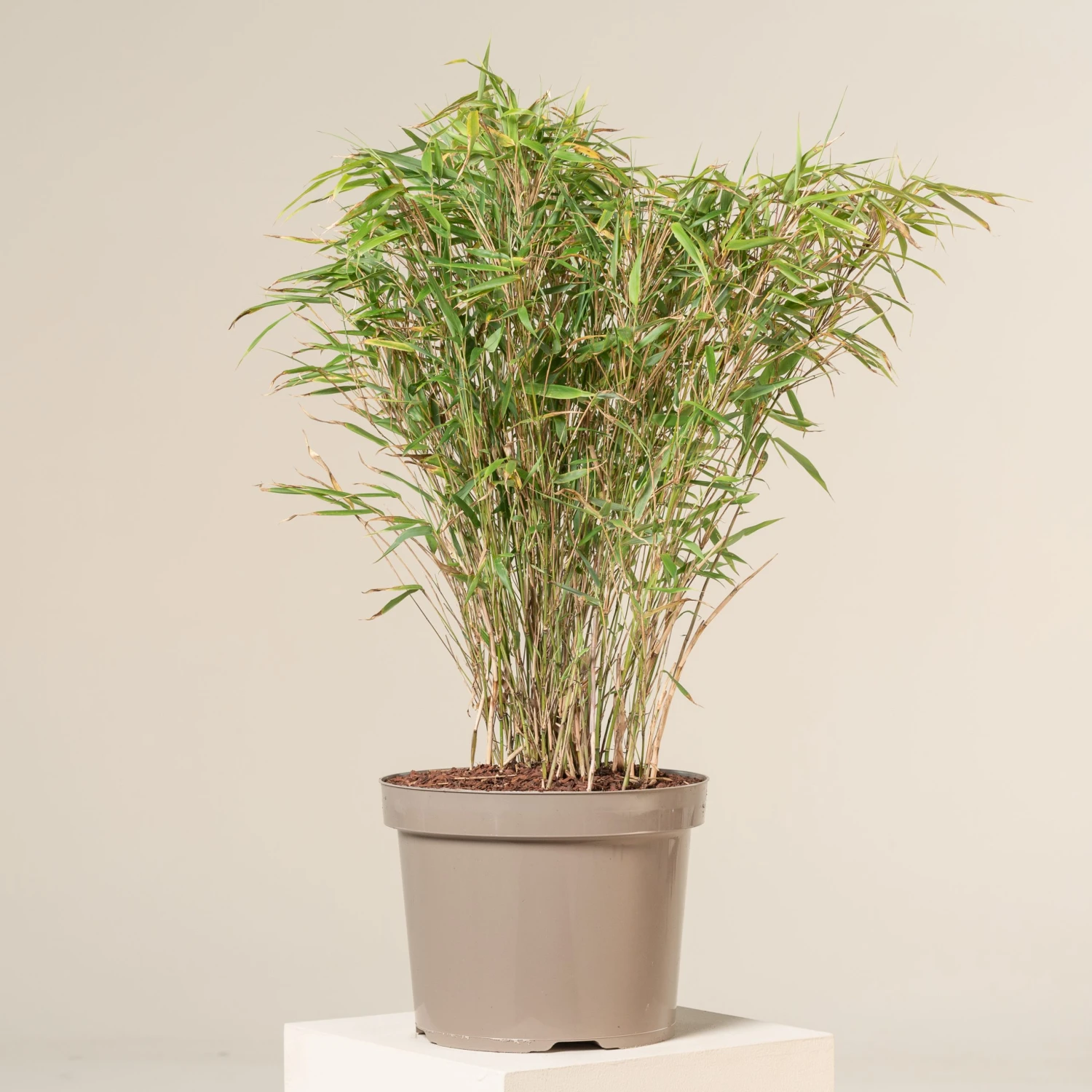 Fargesia Rufa 1 Fargesia Rufa