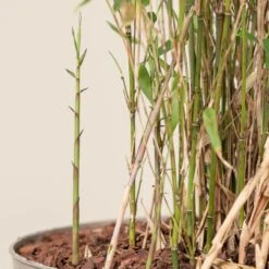 Fargesia Rufa 10 Fargesia Rufa -Plant Discount Store FRU scaled 1