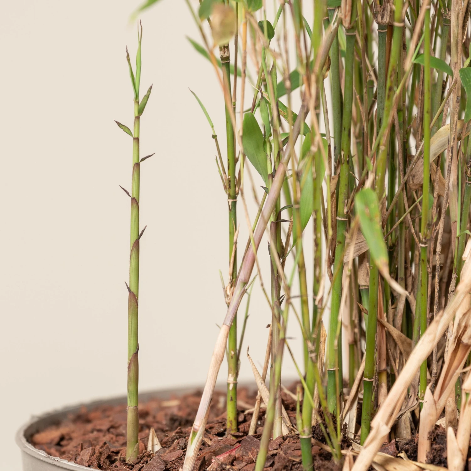 Fargesia Rufa 4 Fargesia Rufa - Image 4