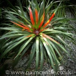 Fascicularia Bicolor