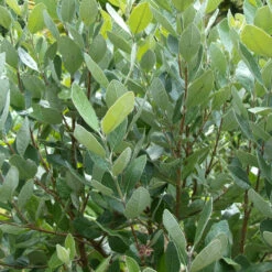 Feijoa Sellowiana 12 Feijoa Sellowiana -Plant Discount Store FSE 1