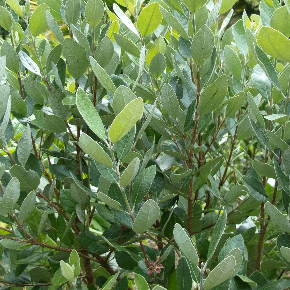 Feijoa Sellowiana 3 Feijoa Sellowiana - Image 3