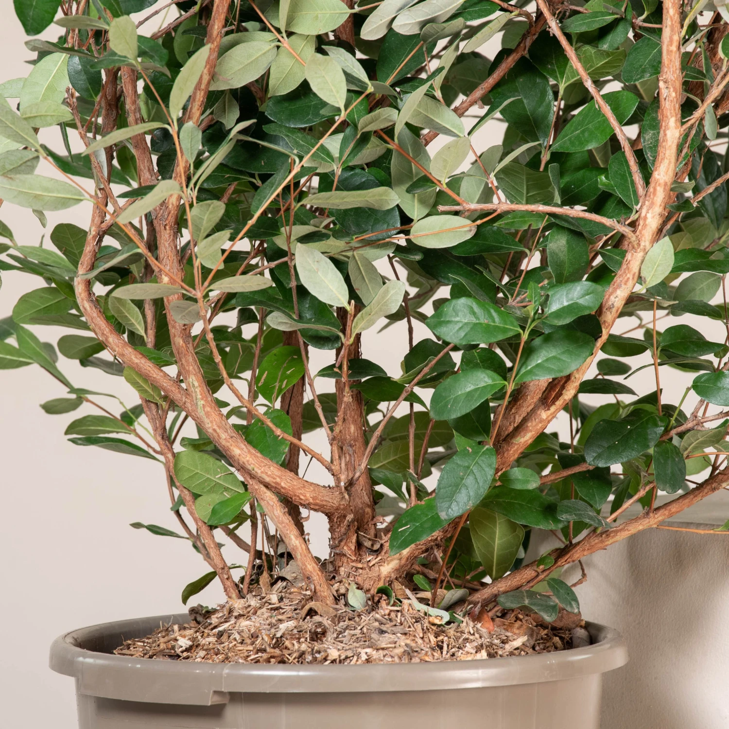 Feijoa Sellowiana 2 Feijoa Sellowiana - Image 2