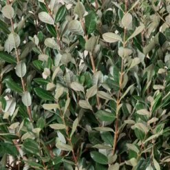 Feijoa Sellowiana 14 Feijoa Sellowiana -Plant Discount Store FSE 18 2 scaled 1