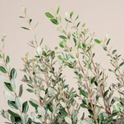 Feijoa Sellowiana 13 Feijoa Sellowiana -Plant Discount Store FSE 18 3 scaled 1