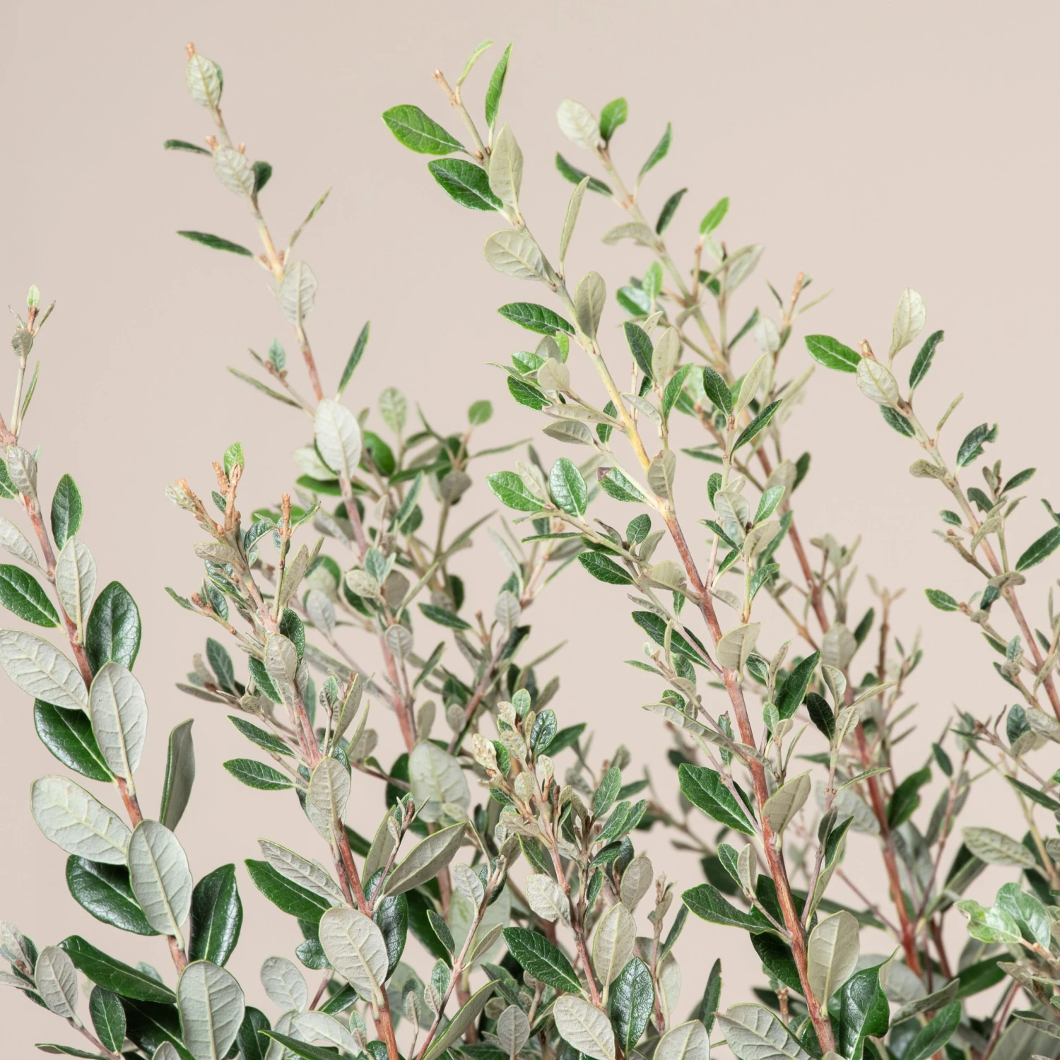 Feijoa Sellowiana 4 Feijoa Sellowiana - Image 4