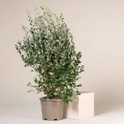 Feijoa Sellowiana 15 Feijoa Sellowiana -Plant Discount Store FSE 18 4 scaled 1