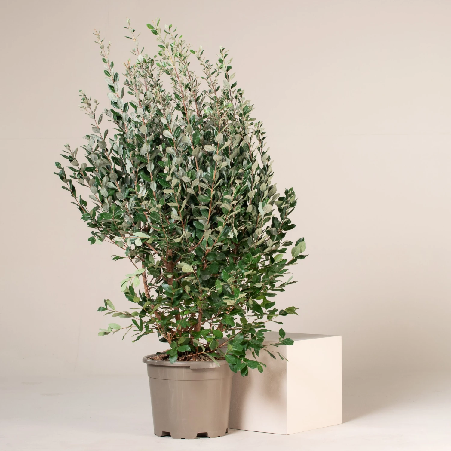 Feijoa Sellowiana 6 Feijoa Sellowiana - Image 6