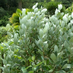 Feijoa Sellowiana 16 Feijoa Sellowiana -Plant Discount Store FSE 2