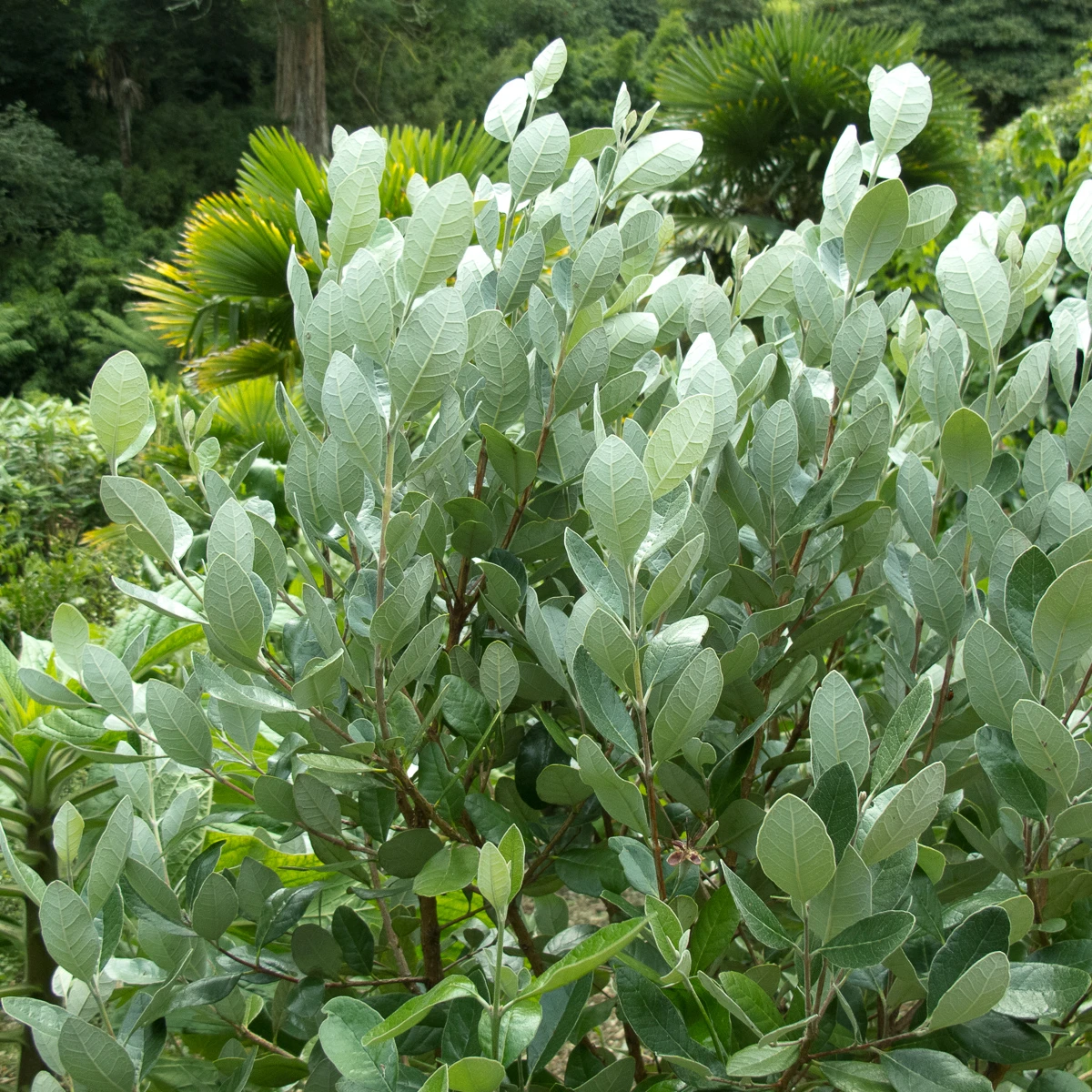 Feijoa Sellowiana 7 Feijoa Sellowiana - Image 7