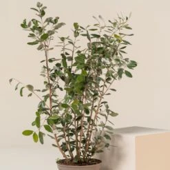 Feijoa Sellowiana 17 Feijoa Sellowiana -Plant Discount Store FSE 5 scaled 1