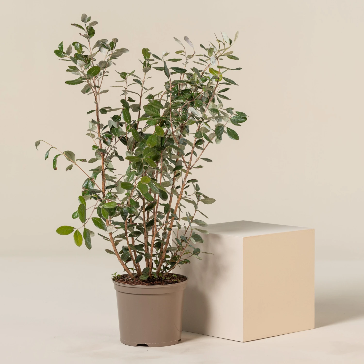 Feijoa Sellowiana 1 Feijoa Sellowiana