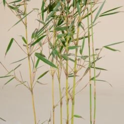 Fargesia Robusta ‘Campbell’ 18 Fargesia Robusta ‘Campbell’ -Plant Discount Store F 14976 5f791fd08060c