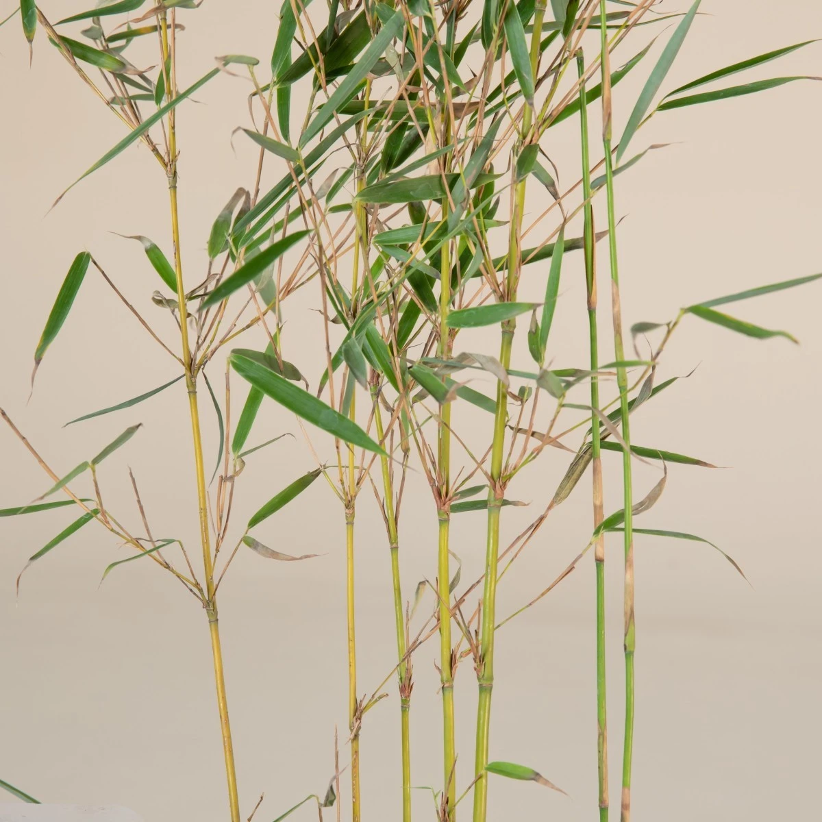 Fargesia Robusta ‘Campbell’ 3 Fargesia Robusta ‘Campbell’ - Image 3