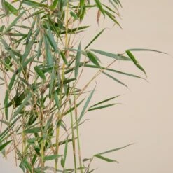 Fargesia Robusta ‘Campbell’ 19 Fargesia Robusta ‘Campbell’ -Plant Discount Store F 14976 5f791fd3120d8