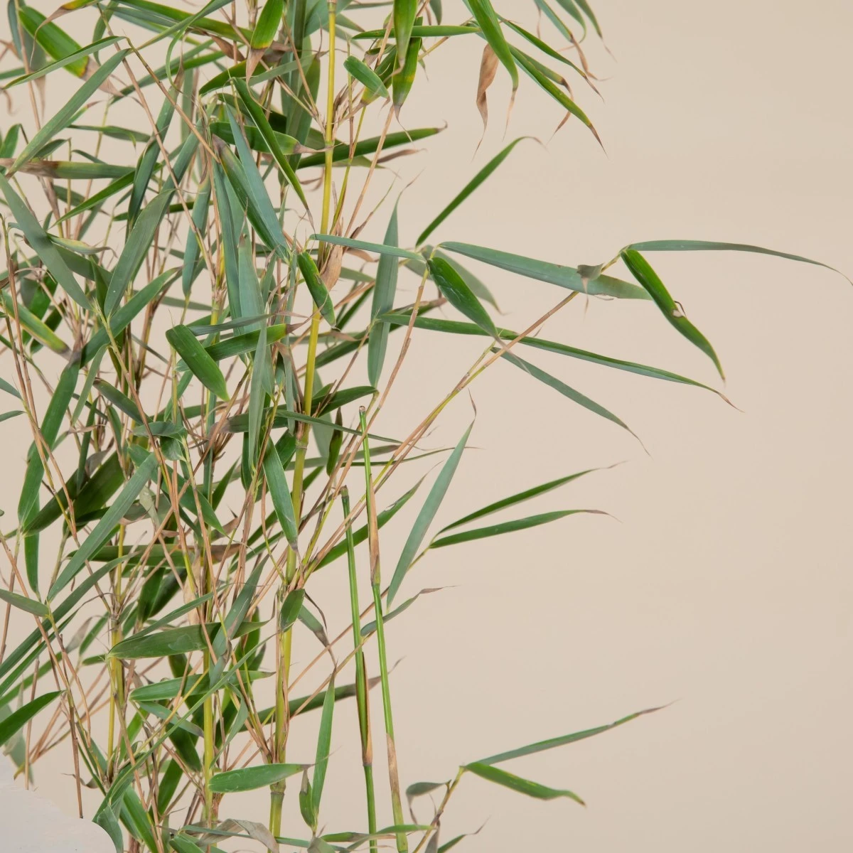 Fargesia Robusta ‘Campbell’ 4 Fargesia Robusta ‘Campbell’ - Image 4