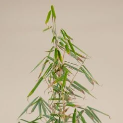 Fargesia Robusta ‘Campbell’ 20 Fargesia Robusta ‘Campbell’ -Plant Discount Store F 14976 5f791fd468bc8