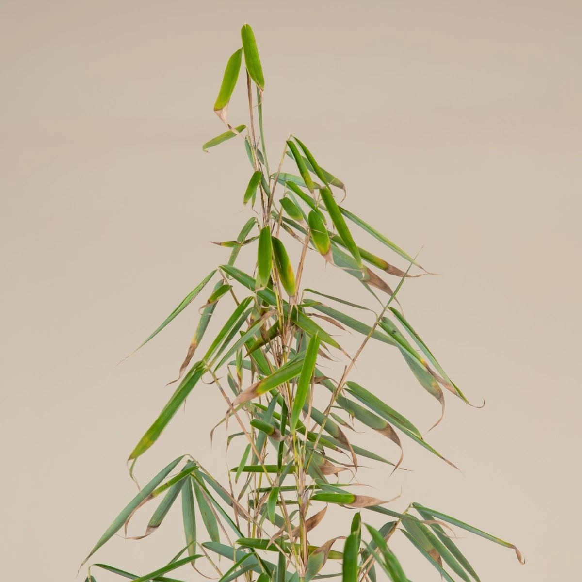 Fargesia Robusta ‘Campbell’ 5 Fargesia Robusta ‘Campbell’ - Image 5