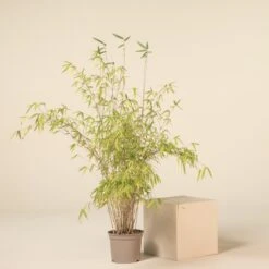 Plant Discount Store -Plant Discount Store F 16870 6044d63ce710f