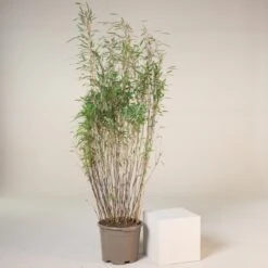 Fargesia Nitida ‘Gansu 2’