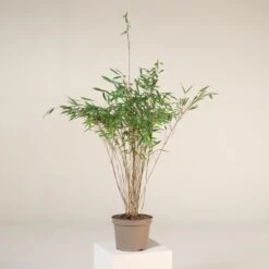 Plant Discount Store -Plant Discount Store F 18588 5f90b6c9fe0e1