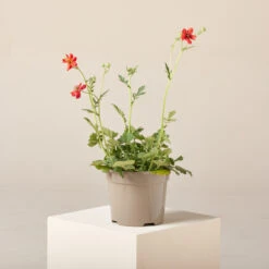 Geum Chiloense âMrs Bradshawâ