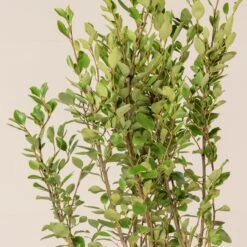 Griselinia Littoralis -Plant Discount Store GRL 12 2 1 scaled 1