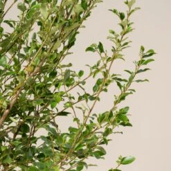 Griselinia Littoralis -Plant Discount Store GRL 25 4 1 scaled 1