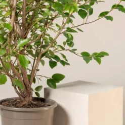 Griselinia Littoralis -Plant Discount Store GRL 25 5 1 scaled 1