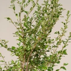 Griselinia Littoralis -Plant Discount Store GRL 25 6 1 scaled 1