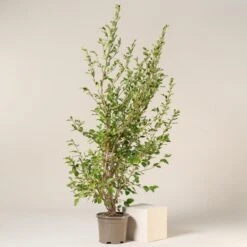 Griselinia Littoralis -Plant Discount Store GRL 25 7 1 scaled 1