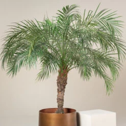 Phoenix Roebelenii -Plant Discount Store GRL 5