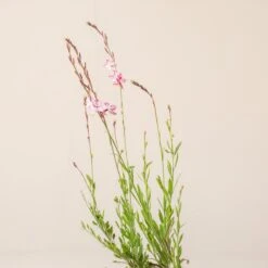 Gaura Lindheimeri ‘Rosyjane’ -Plant Discount Store G 17430 6016510f284d6